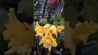 Dendrobium Lowii Lindl, anggrek langka asli Kalimantan Indonesia