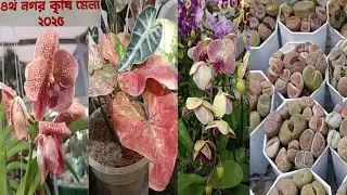 Exploring a Tree Fair | Different Plant Shops & Best Decorative Tree Pots
