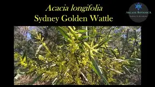 Acacia ID (Wattles): Acacia longifolia (Sydney Golden Wattle)
