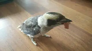 Cookie eating