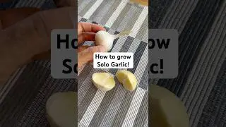 How to grow Solo Garlic in your garden! It is fun and easy to grow!