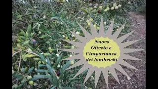 Humus di lombrichi in olivicoltura