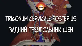 Задний треугольник шеи (trigonum cervicale posterius) 3D Анатомия