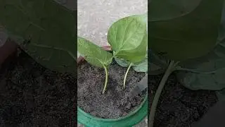 #betelleaf #mm_grafting #youtubeshorts #betel