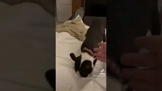 Gizmo compilation(Daz Black&rsquo;s dog) 😂😂