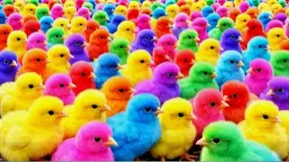 Ayam rainbow lucu, ayam warna warni, ayam rainbow, kelinci lucu, bebek lucu, hamster lucu hewan lucu