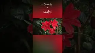 Relaxing Sleep Music w/ Soft Rain Sounds, Meditation Music, Study Music, Concentration  #shorts