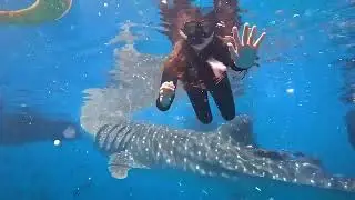 Swimming with Whale Sharks in Taug Lila Bohol Philippines 🐋*we do not own the rights to this music**