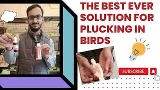 Resolve Birds Plucking Issues in just 3 Days | The Best Solution for plucking | shani Bhai Avairy