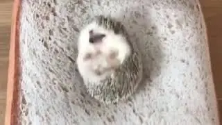 Cute Hedgehog trying to get out of Bread