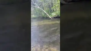 Jukin Media Stole This Video After I Uploaded It And Is Claiming Copyright