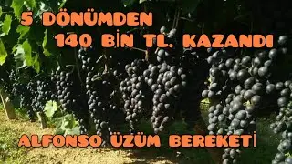 ALFONSO SİYAH ÜZÜM YETİŞTİRİCİLİĞİ. 5 DEKAR ÜZÜM BAĞI 140 BİN TL. KAZANDIRDI. Gördes/Manisa