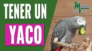 LOS YACOS/LORO GRIS COMO MASCOTA/LO QUE DEBES SABER SOBRE EL YACO