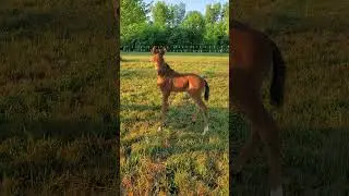So cute! #horse #babyhorse #foal #arabian #jack #newborn