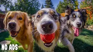 12 HOURS Dog Music 🐶 Separation Anxiety Relief for Dogs Home Alone & Deep Sleep 💖 No Ads