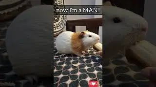 He Grew Up So Fast 🐹💔➡️💪 | Guinea Pig Transformation  #shorts #funny