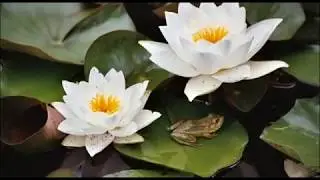 Ivo Bl&aacute;ha: Ž&Aacute;BY - FROGS for guitar