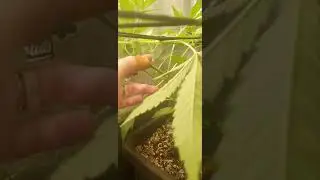 MYSTERY (even to me!) photoperiod N HUGE 420 Fastbuds Gorilla cookies.