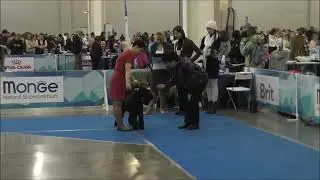 Black Standard Schnauzer: IDS President RKF Cup 2019, open class, males