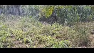 KSNM Rain pipe 40mm running with 5HP motor for Super Napier for 30 &times; 30 meter field.