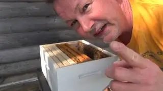 Working A Bee Hive With No Smoke And No Protective Gear