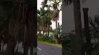 Talipot palm