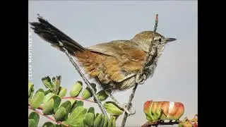 CANASTERO (Pseudasthenes humicola)
