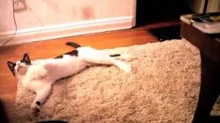 Dubstep Kitty