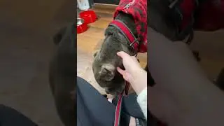 Fiona
