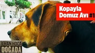 Kopayla Domuz Avı 1. B&ouml;l&uuml;m ilhan Hoca Doğada Yaban Tv