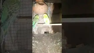 Parrots ki breeding