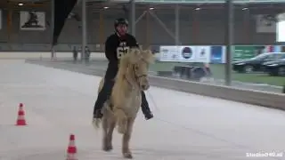 IJslanders paarden op de schaatsbaan