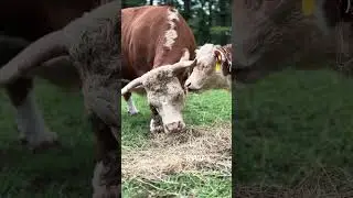 This Mama Hereford&rsquo;s Love Will Make You Emotional ❤️🐮 #herefordcow #calflove #farm