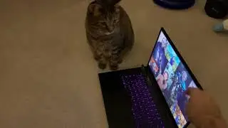Cat Reacts to Crendor Reacts to Jesse Reacts to Crendor Reacts to I don't want to type the rest