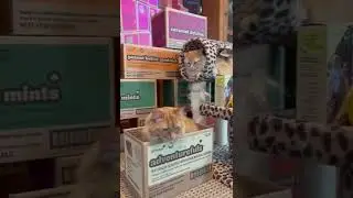 Girl Scout Cookie Sales