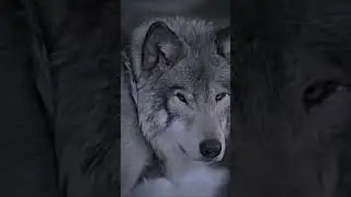 Aura #animals #fyp #spiritanimals #shadow #loveanimals #phonk #wolf #wild #aura