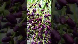 Harvesting Palm seed&rsquo;s -palm tree propagation#viral #trending