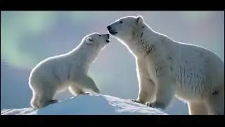 Humans save polar bears after baby bear seeking help. #heartwarming #humanity 