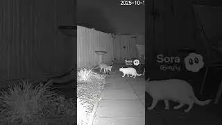 Smiley Meow Coyote Scared by a Cat!&rdquo;#Coyote #NightVision #CatPower #wolfattack #cathero #studio