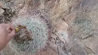 echinocactus parryi