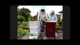 Bees LIVE on 8/22 with Pastor Bill and Brenda