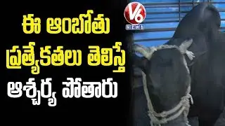 భీమవరంలో కోటి విలువ కల కపిలాంబోతును పెంచుతున్న ఏసుబాబు  | V6 Telugu News