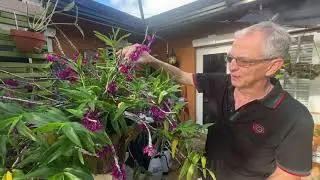 How I care for Dendrobium goldschmidtianum (syn. Den. miyakei)