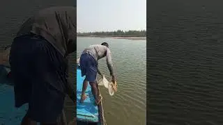 net fishing video 🐠🐟🐟🐟🐟🐟🐟🐟🐟🐟🐟