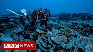 Pristine coral reef discovered off the coast of Tahiti - BBC News