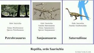 Reptilia, ordo Saurischia Jammy Spondylosoma Chindesaurus Erev Shoshanim Herrerasauria lunensis