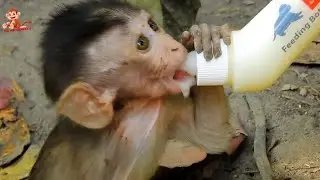 Poor Alba Surprise Open Big Eye Tired Getting Milk, Alba Tried Drink so Hard Scare Anna Fight Milk.
