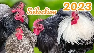 élevage de poule Pékin, la sélection 2023 qu'en est-il 🤔