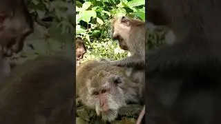 266 My favorite monkey family #familymonkey #monkeybaby #monkey #jungle #macaque