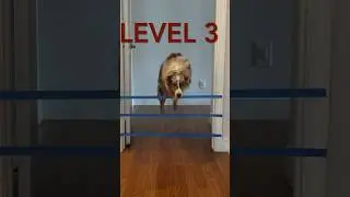 Mini Australian Shepherd vs Tape Wall 🇺🇸🇦🇺🇳🇿🇬🇧
